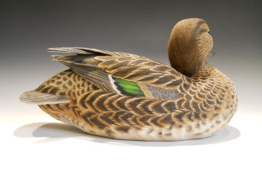 Baikal Teal Hen