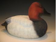 Canvasback Drake