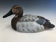 Canvasback Hen