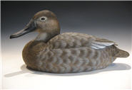 Canvasback Hen