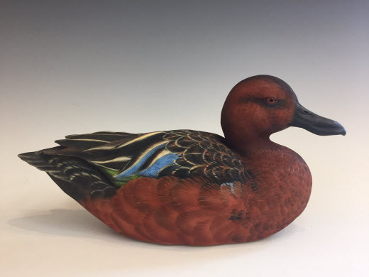 Cinnamon Teal Drake
