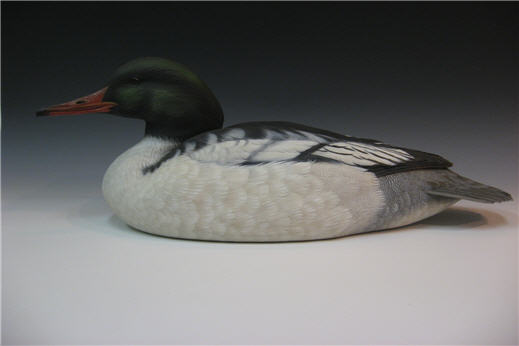 common merganser drake