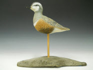 Eurasian Dotterel