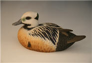Steller's Eider Drake