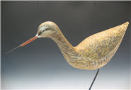 Godwit