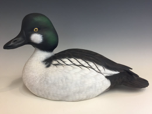 Common Goldeneye Drake