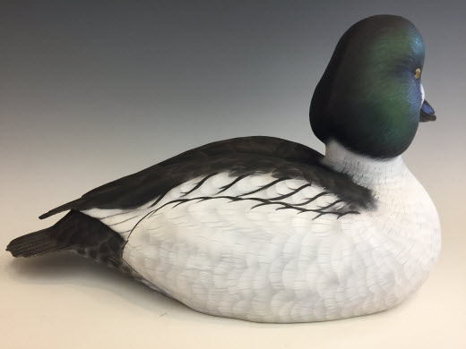 Barrow's Goldeneye Hen