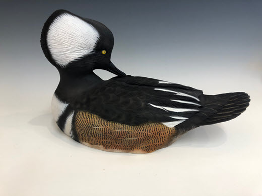 Hooded Merganser Drake