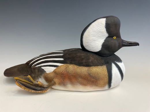 Hooded Merganser Drake