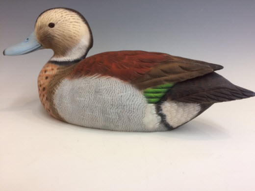 Ringed Teal Drake