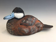 Ruddy Drake in eclipse plumage