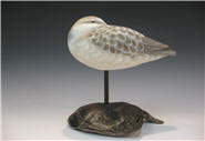 Sanderling