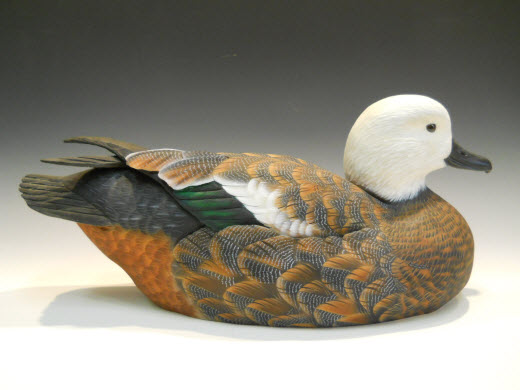 Paradise Shelduck Hen