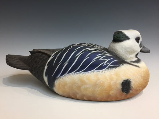 Steller's Eider Drake