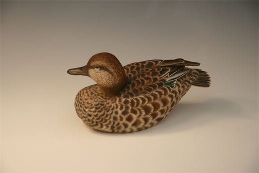 green winged teal