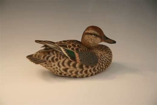 green winged teal