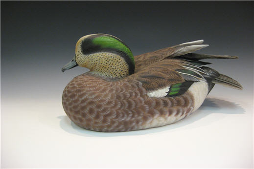 Wigeon Drake