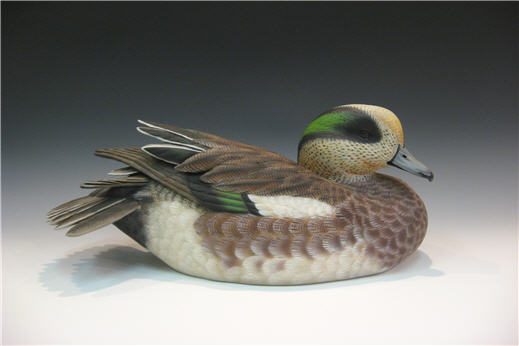 Wigeon Drake