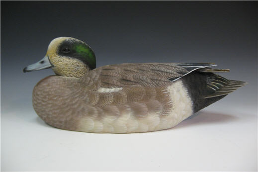 Wigeon Drake