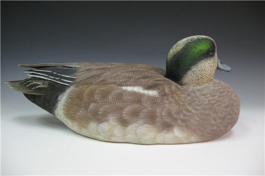 Wigeon Drake