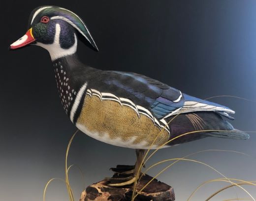 Wood Duck Drake