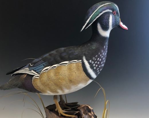 Wood Duck Drake