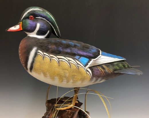Wood Duck Drake