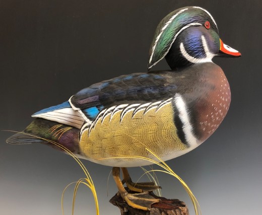 Wood Duck Drake